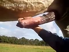 Guy plays with a horse s penis as huge as a baseball bat
